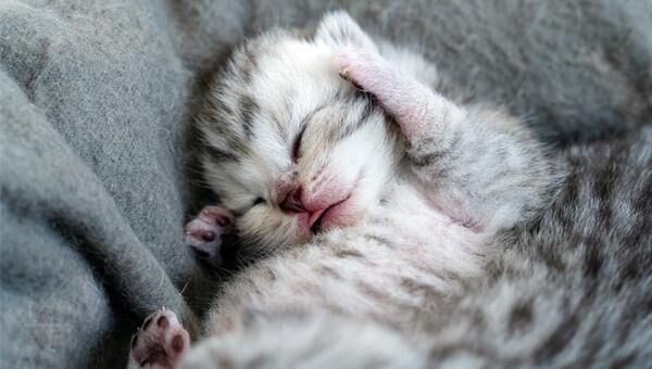 little-kitten-sleeps-with-his-paws-next-to-his-head_ Новости Домодедово 