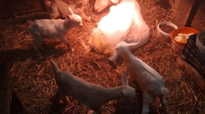 Ветеринарные специалисты в Домодедово помогли появиться на свет козлятам Новости Домодедово 