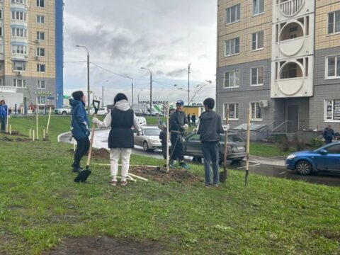 Юные клены и рябины появились в микрорайоне Южный Домодедова Новости Домодедово 